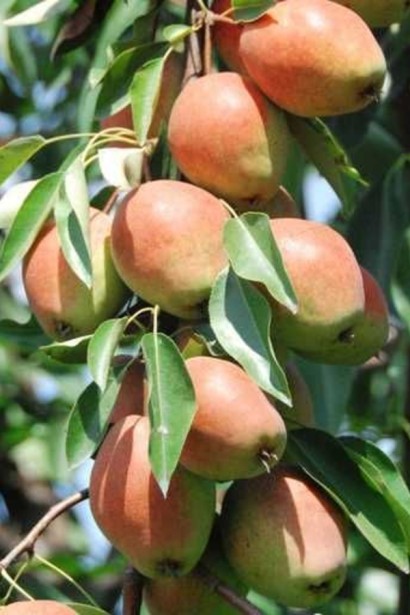 Груша звичайна ‘Киргизька зимова’|Pyrus communis ‘Kyrgyz winter’|Груша обыкновенная ‘Киргизская зимняя’